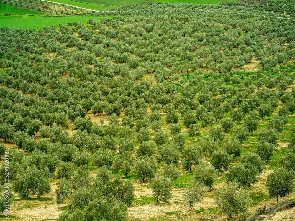 Rows of olive trees in Andalucia, Spain