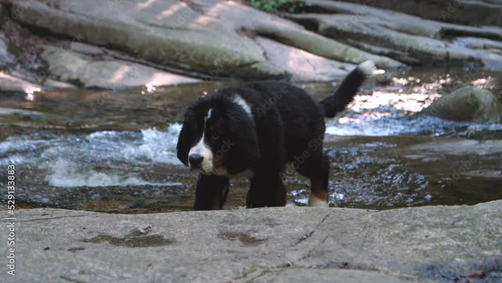 A static shot of a cute puppy walking in the stream and wandering in the mountain creek A static shot of a cute puppy walking in the stream and wandering in the mountain creek
