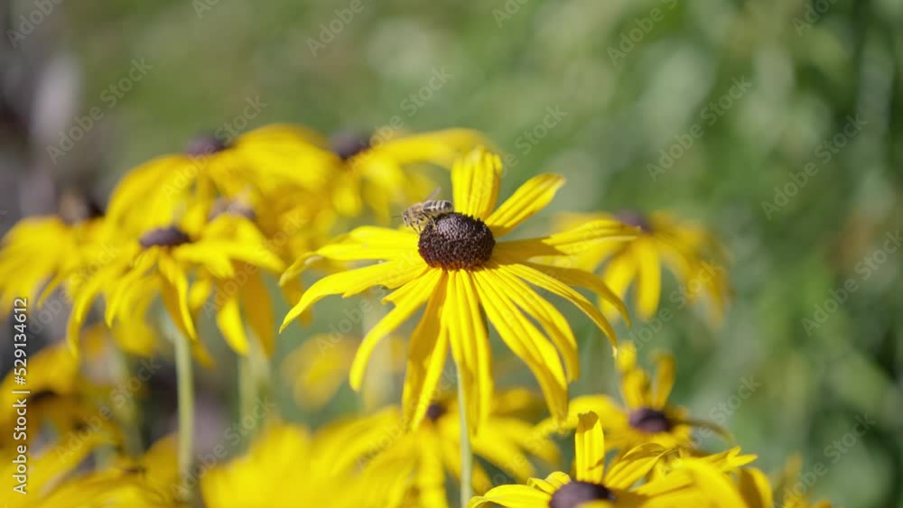 Single bee on a yellow flower flying away at the end Single bee on a yellow flower flying away at the end