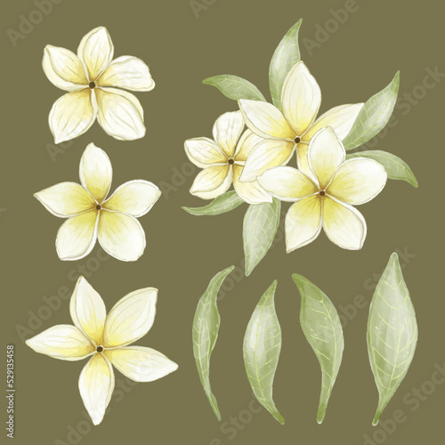 frangipani flowers vector