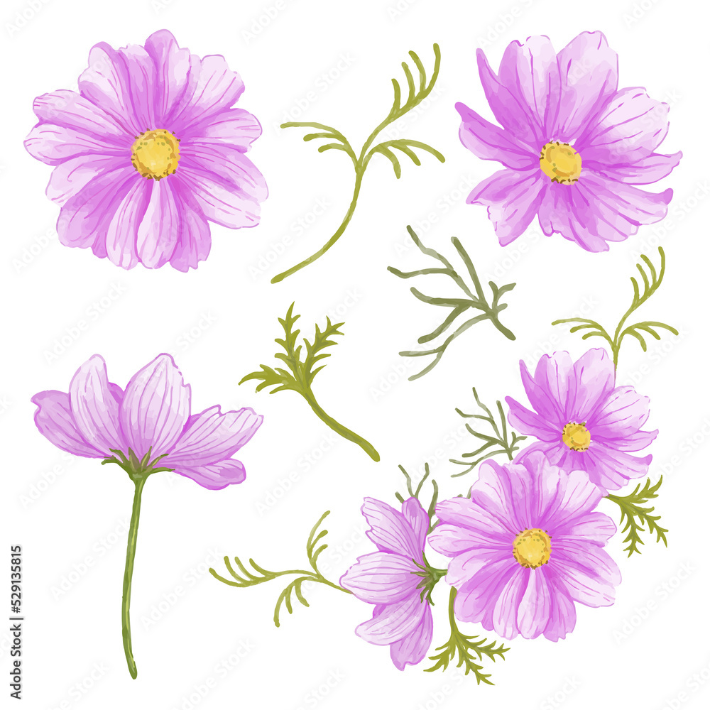 pink and white flowers isolated white background pink and white flowers isolated white background