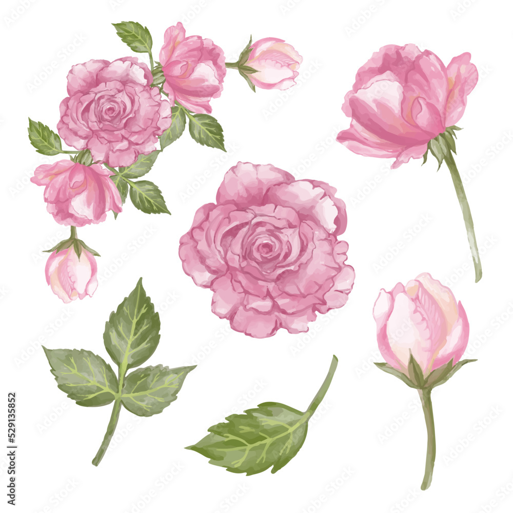 set of pink roses isolated white background set of pink roses isolated white background