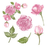set of pink roses isolated white background