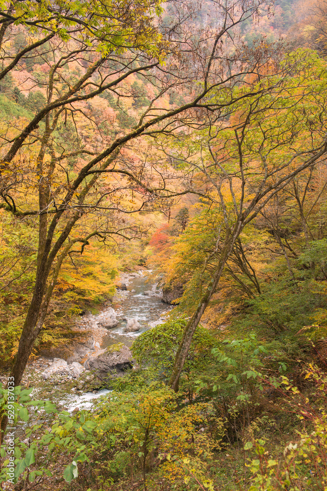 紅葉の中津峡