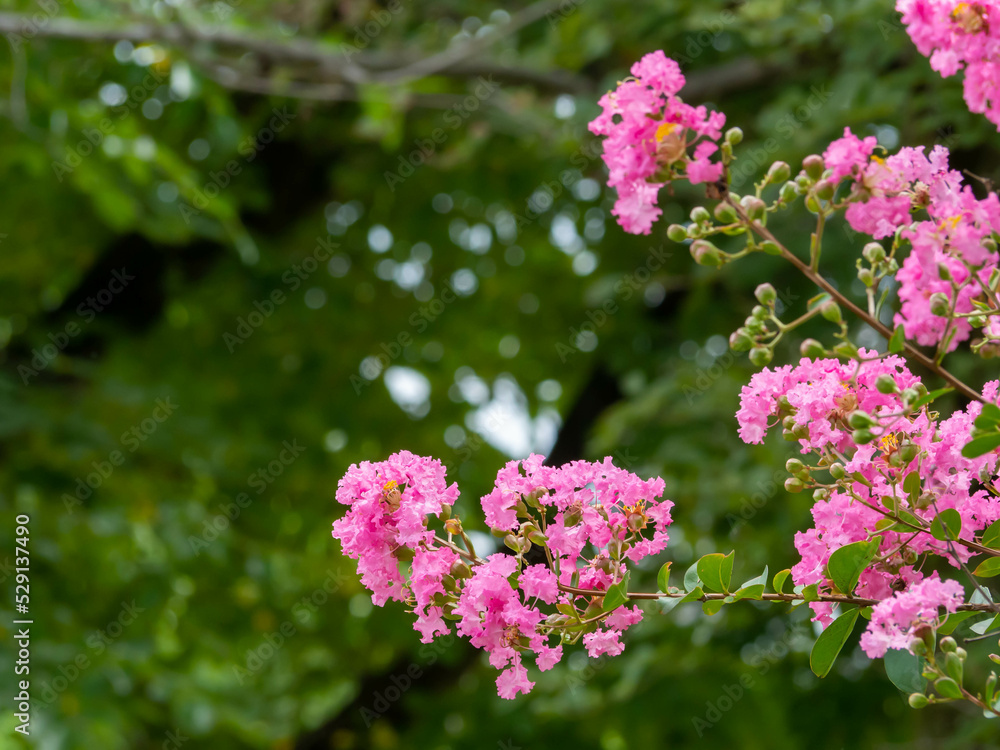 ピンクが鮮やかなサルスベリの花 ピンクが鮮やかなサルスベリの花