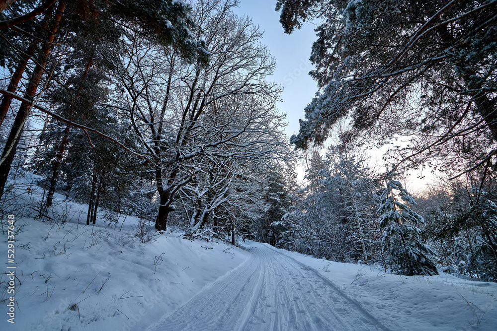 Fototapeta premium Sunrise in the wood between the trees strains in winter period. Winter forest on the morning.