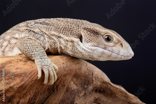 A portrait of a Savannah Monitor on the branch of a tree
