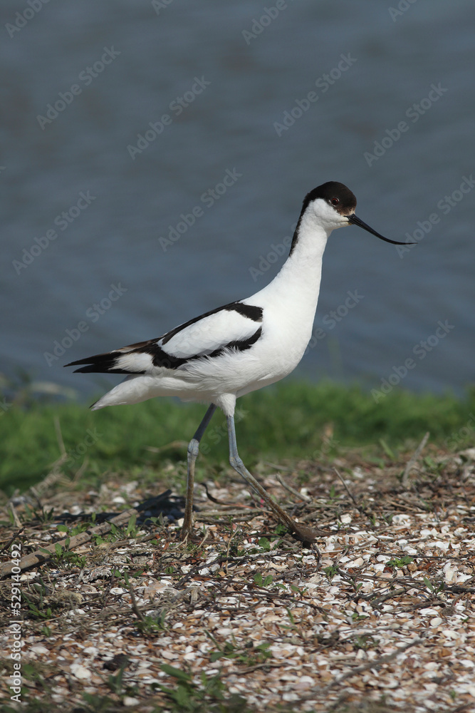 A Pied Avocet standing on small island created as nesting site for these birds
A Pied Avocet standing on small island created as nesting site for these birds