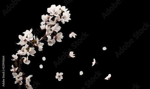 photo of a fruit branch with white flowers, falling due to the action of the wind, on a black background,