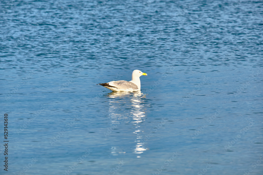 A seagull swims in Lake Baikal in the Chivyrkuysky Bay of the Buryat Republic. A seagull swims in Lake Baikal in the Chivyrkuysky Bay of the Buryat Republic.