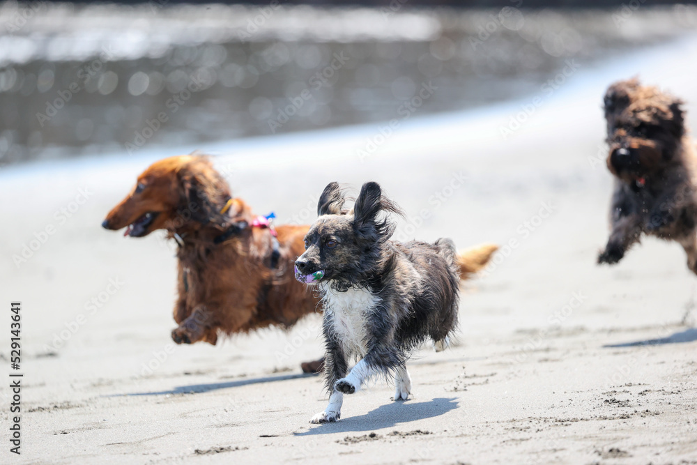 Naklejka premium 海で遊ぶチワックスの犬とダックスフント