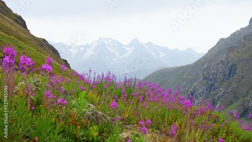 Panning reveal view tranquil green mountains with purple flowers on hillside and snowy peaks background wallpaper with no people. Unspoiled pristine nature landscape panorama