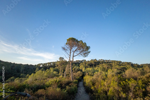 Road in the mountains of the Collserola natural park in Sant Cugat del Valles in Barcelona