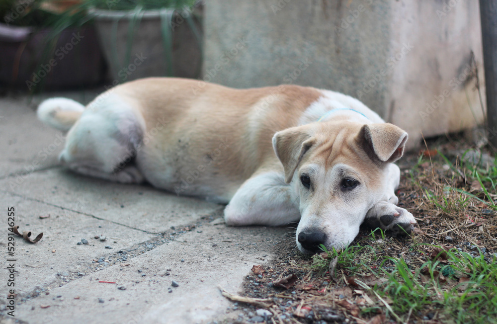 Thai dog breeds are waiting for their master to come home. Thai dog breeds are waiting for their master to come home.