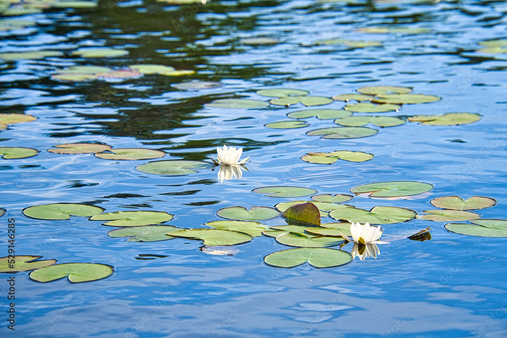 on a lake in Sweden in Smalland. Water lily field with white flowers, in water on a lake in Sweden in Smalland. Water lily field with white flowers, in water