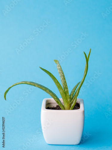 Succulent Aloe Vera Plant on White Pot Isolated on pastel blue Background by front view. Vertical mock up  copy space  close up