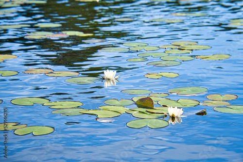 on a lake in Sweden in Smalland. Water lily field with white flowers, in water photo