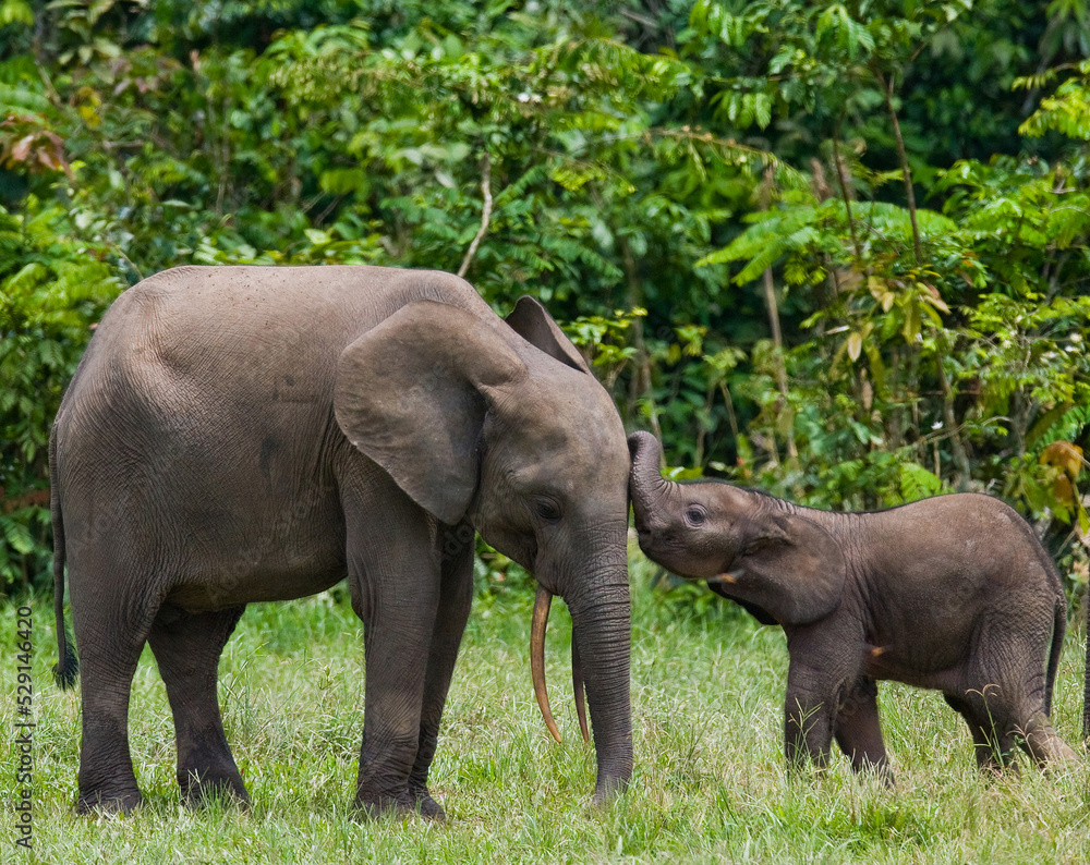Female African forest elephant (Loxodonta cyclotis) with a baby. Central African Republic. Republic of Congo. Dzanga-Sangha Special Reserve.