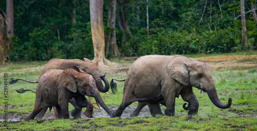 Group of African forest elephants  Loxodonta cyclotis  in the forest edge. Republic of Congo. Dzanga-Sangha Special Reserve. Central African Republic.