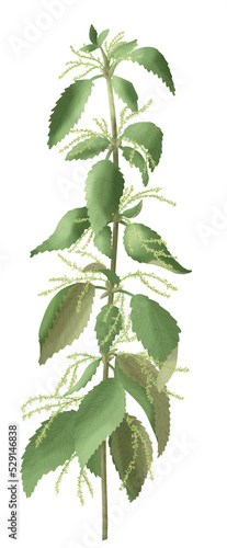 Green nettle on a transparent background  digital painting