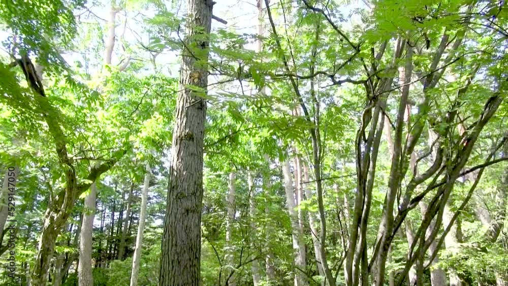 透き通るようなきれいな川の流れの中で揺らめく水草 透き通るようなきれいな川の流れの中で揺らめく水草