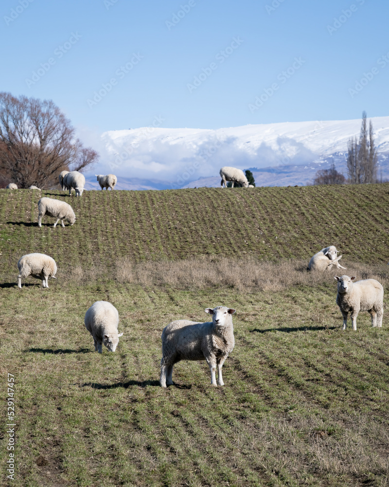 Obraz premium Sheep grazing in winter with snow-capped mountains in the distance, Otago, South Island. Vertical format.