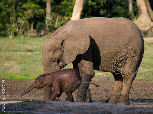 Female African forest elephant  Loxodonta cyclotis  with a baby. Central African Republic. Republic of Congo. Dzanga-Sangha Special Reserve.