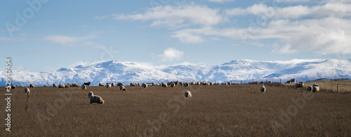 Panorama landscape of Central Otago. Sheep grazing on the hill, snow-capped Kakanui range in the distance. photo