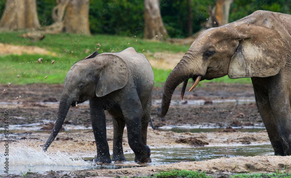 Fototapeta premium African forest elephants (Loxodonta cyclotis) are drinking water from a source of water. Central African Republic. Republic of Congo. Dzanga-Sangha Special Reserve.