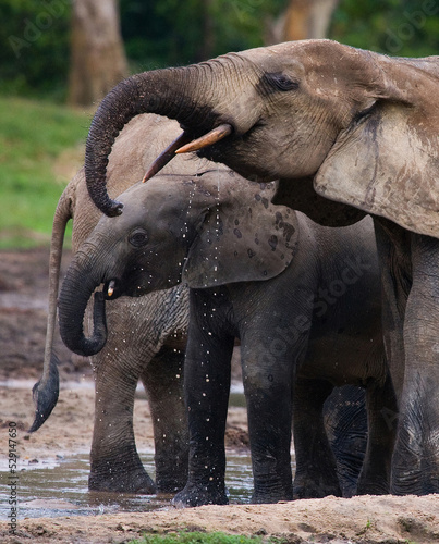 African forest elephants  Loxodonta cyclotis  are drinking water from a source of water. Central African Republic. Republic of Congo. Dzanga-Sangha Special Reserve.