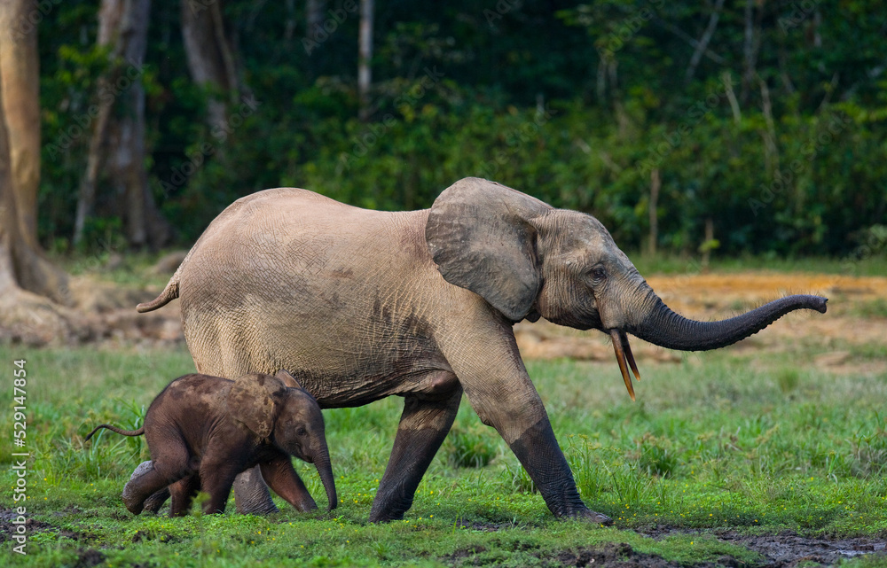 Obraz premium Female African forest elephant (Loxodonta cyclotis) with a baby. Central African Republic. Republic of Congo. Dzanga-Sangha Special Reserve.