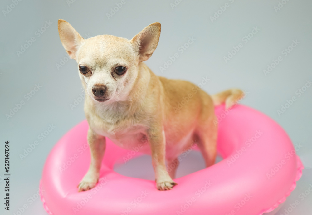 cute brown short hair chihuahua dog  standing  in pink  swimming ring, isolated on white background.