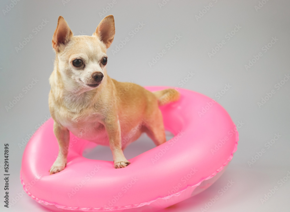 cute brown short hair chihuahua dog  standing  in pink  swimming ring, looking back at copy space,  isolated on white background.