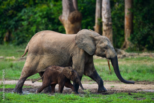 Female African forest elephant (Loxodonta cyclotis) with a baby. Central African Republic. Republic of Congo. Dzanga-Sangha Special Reserve.