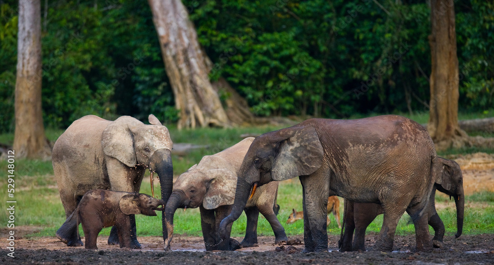 Fototapeta premium Group of African forest elephants (Loxodonta cyclotis) in the forest edge. Republic of Congo. Dzanga-Sangha Special Reserve. Central African Republic.