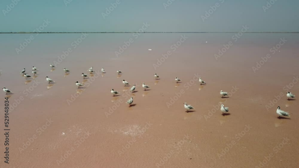 Seagulls at pink salt lake. Dunaliella salina impart a red, pink water in mineral lake with dry crystallized salty coast. Aerial view of seagulls flock on bright exotic drying out salt lake. Seagulls at pink salt lake. Dunaliella salina impart a red, pink water in mineral lake with dry crystallized salty coast. Aerial view of seagulls flock on bright exotic drying out salt lake.