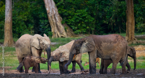 Group of African forest elephants  Loxodonta cyclotis  in the forest edge. Republic of Congo. Dzanga-Sangha Special Reserve. Central African Republic.