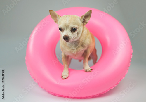  cute brown short hair chihuahua dog  standing  in pink  swimming ring, isolated on white background.