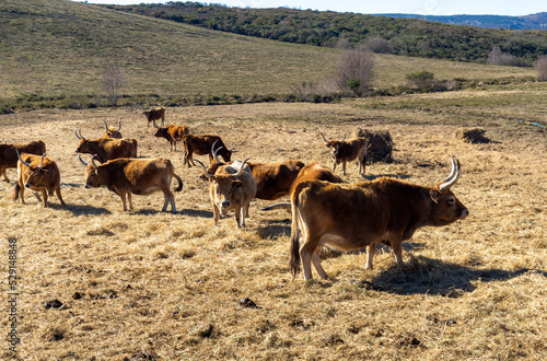 Rebaño de vacas cachenas. Galicia. photo