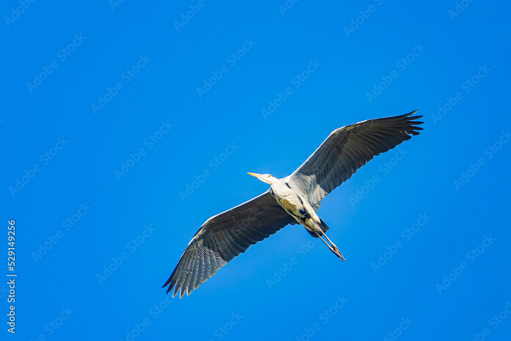 The great blue heron (Ardea herodias) is a large wading bird in the heron family Ardeidae, common near the shores of open water and in wetlands. The great blue heron (Ardea herodias) is a large wading bird in the heron family Ardeidae, common near the shores of open water and in wetlands.