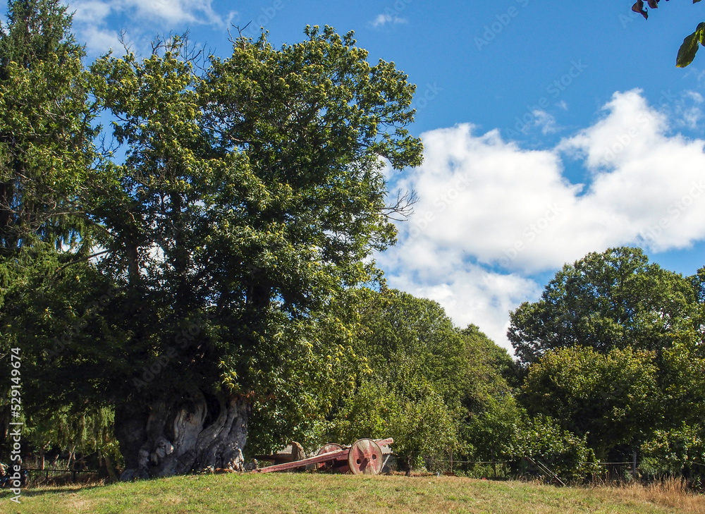 Fototapeta premium Paisaje rural con un antiguo carro de bueyes. Galicia
