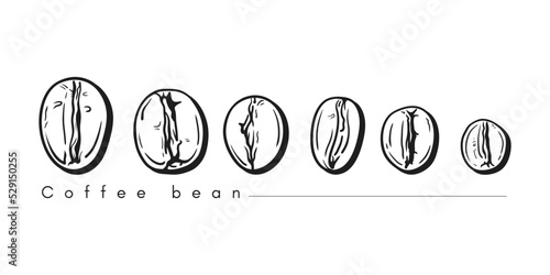 Bunch of coffee beans lined up horizontally in line art style
