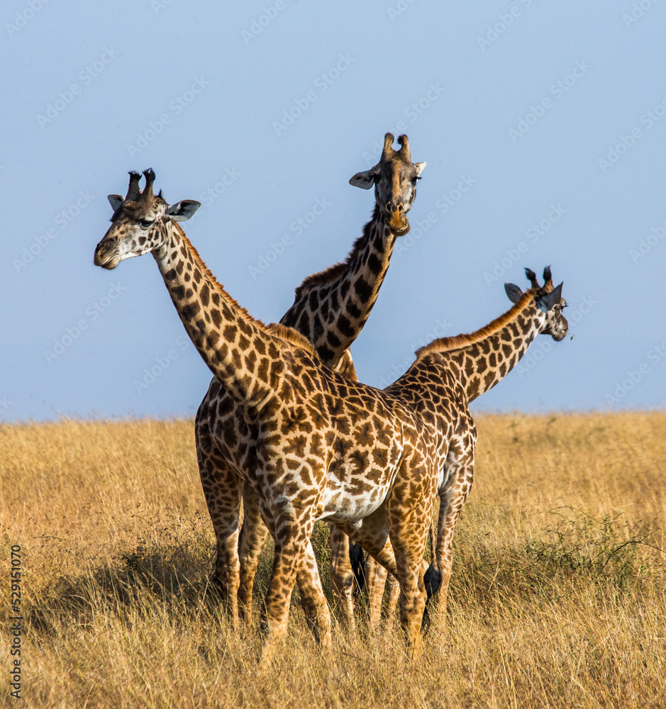 Fototapeta premium Three giraffes (Giraffa camelopardalis tippelskirchi) are standing in the savannah. Kenya. Tanzania. East Africa.