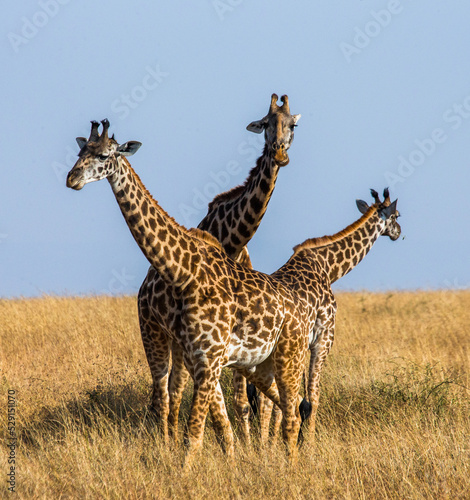 Three giraffes  Giraffa camelopardalis tippelskirchi  are standing in the savannah. Kenya. Tanzania. East Africa.