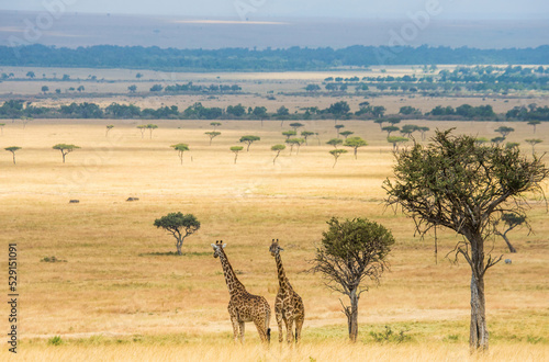 Two Giraffes (Giraffa camelopardalis tippelskirchi) are standing on the background of the savannah. Kenya. Tanzania. East Africa.