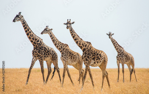 Group of giraffes (Giraffa camelopardalis tippelskirchi) in savanna. Kenya. Tanzania. East Africa.
