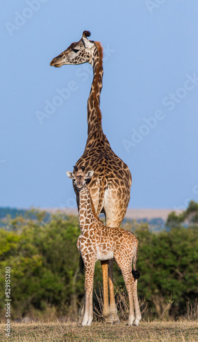 Female giraffe  Giraffa camelopardalis tippelskirchi  with a baby in savannah. Kenya. Tanzania. East Africa.