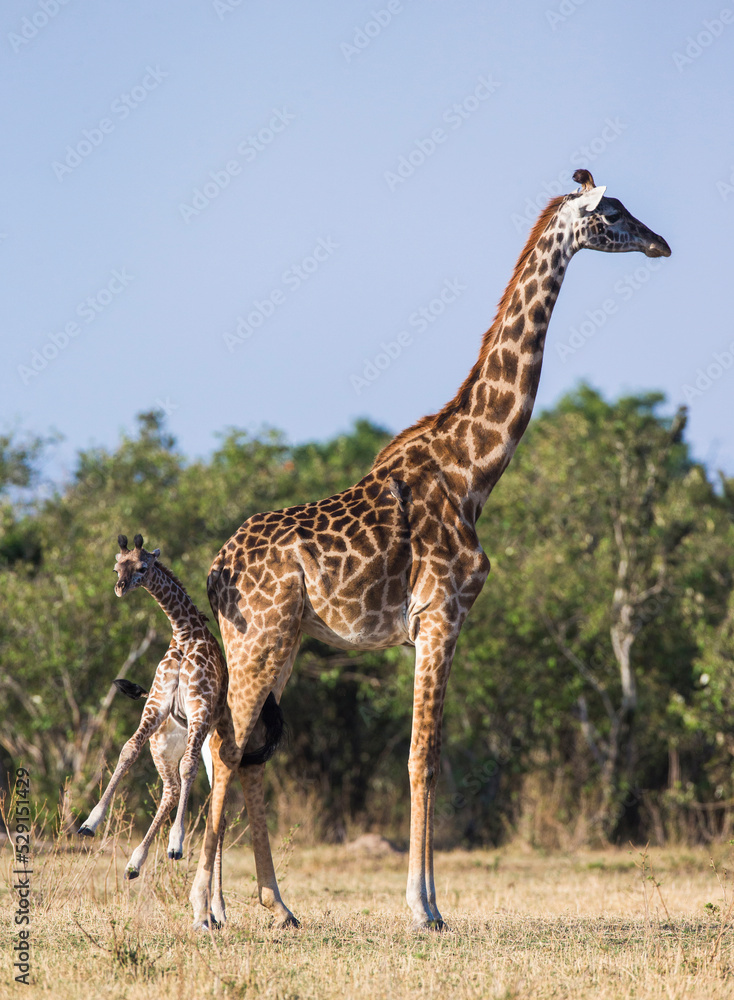 Obraz premium Female giraffe (Giraffa camelopardalis tippelskirchi) with a baby in savannah. Kenya. Tanzania. East Africa.