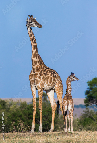 Female giraffe  Giraffa camelopardalis tippelskirchi  with a baby in savannah. Kenya. Tanzania. East Africa.