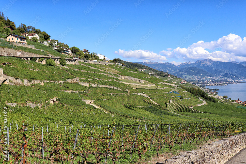 Chexbres - Lavaux vineyards on terraces, UNESCO World Heritage Site, Lake Geneva shore, Lac Leman. One of Switzerland's best-known and most fascinating wine-growing regions.